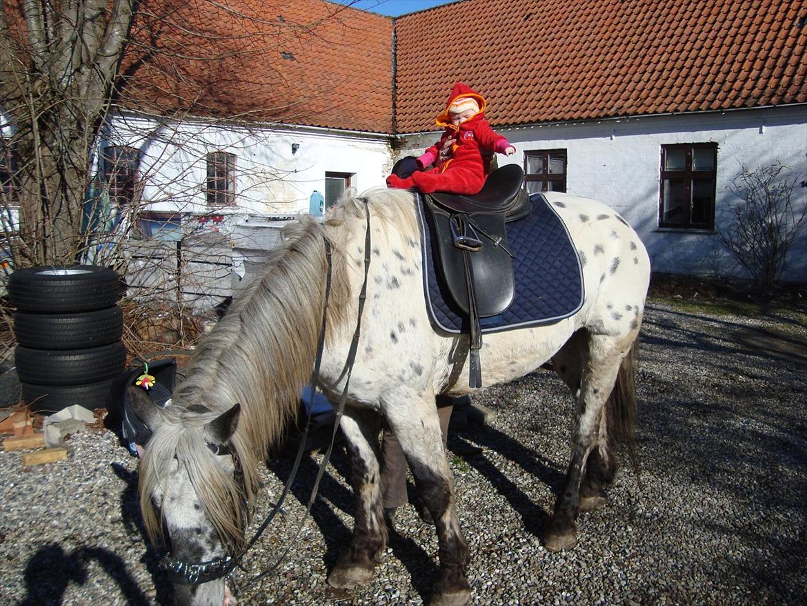 Noriker cæsar af maunsholt - cæsar januar 2012 billede 5