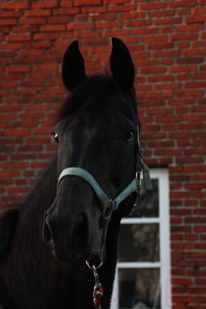 Dansk Varmblod Clarissa billede 5