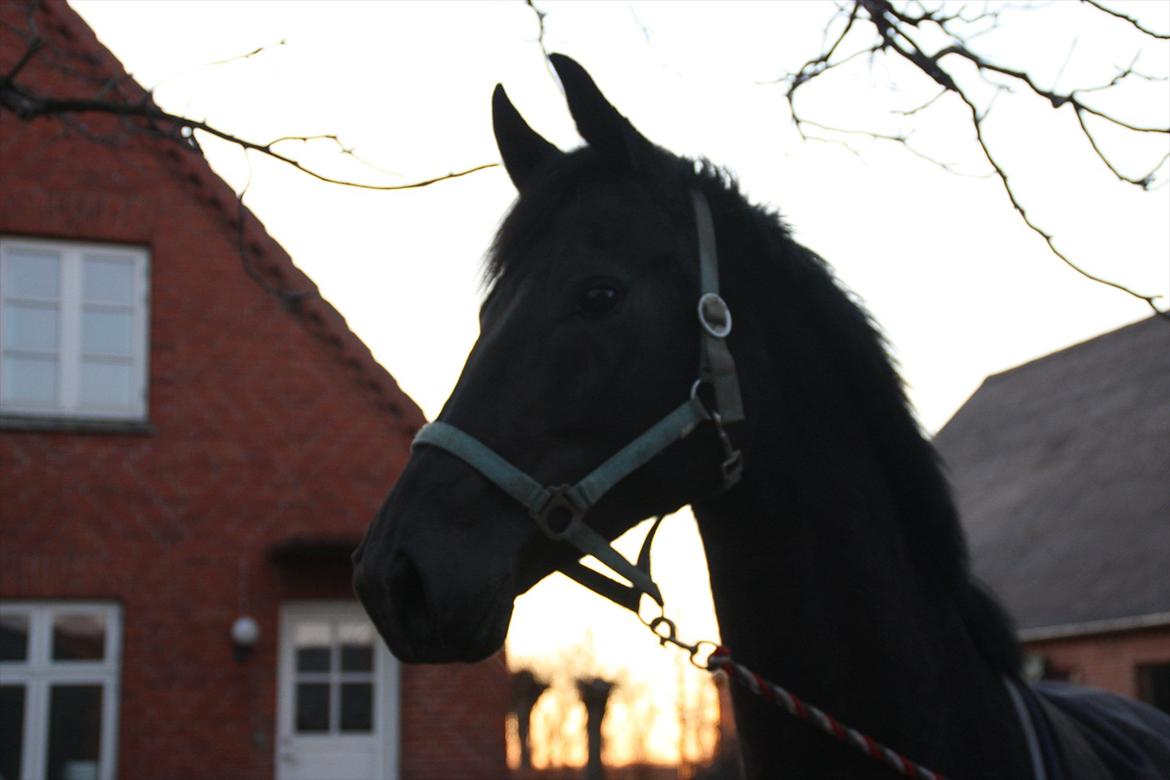 Dansk Varmblod Clarissa billede 6