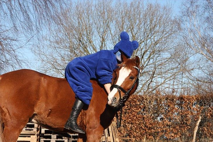 Anden særlig race Passir <3 <3 - Mig og Passir efter stævnet ;-D billede 1