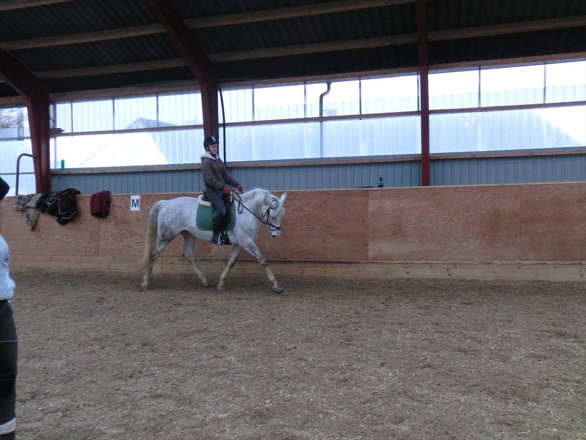 Anden særlig race Stella  - Stella og mig til undervisning. det er 4 gang jeg rider på hende billede 10