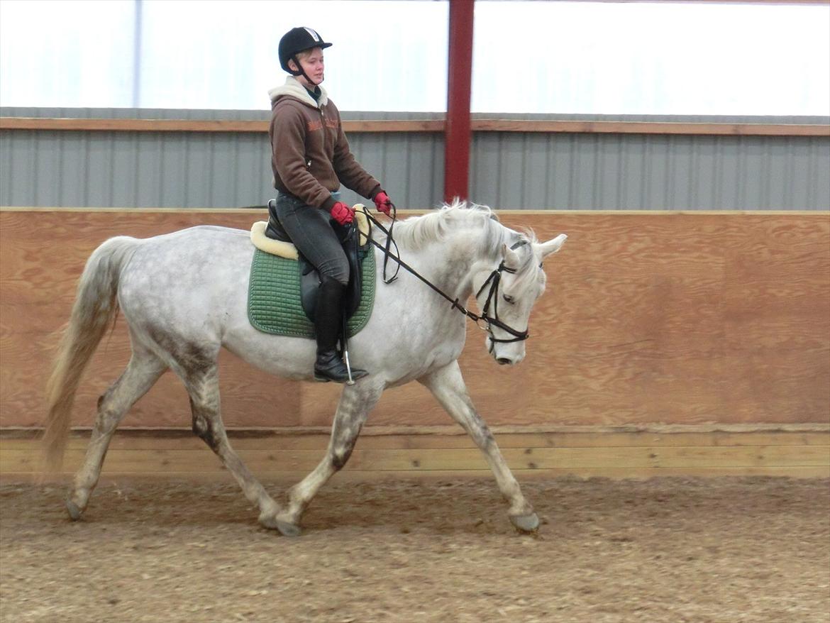Anden særlig race Stella  - Stella og mig til undervisning. det er 4 gang jeg rider på hende billede 14