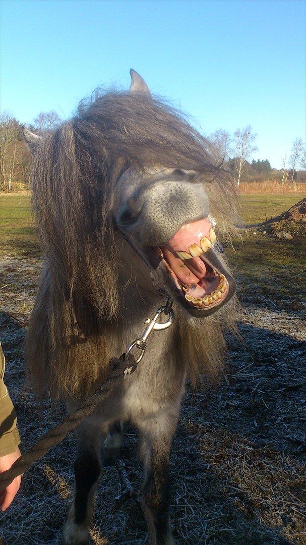 Welsh Mountain (sec A) Prins Valentin (Lille Gut) - Gaaaab!! billede 3