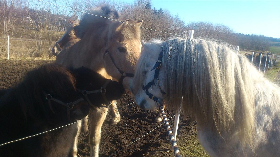 Welsh Mountain (sec A) Prins Valentin (Lille Gut) billede 4