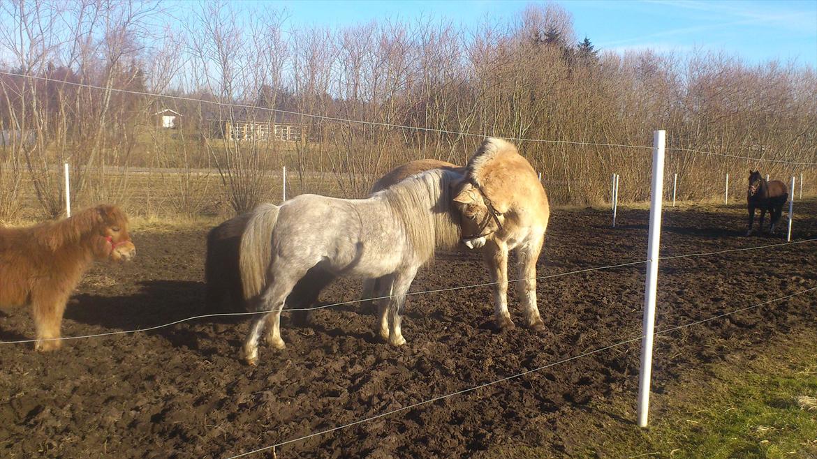 Welsh Mountain (sec A) Prins Valentin (Lille Gut) billede 5