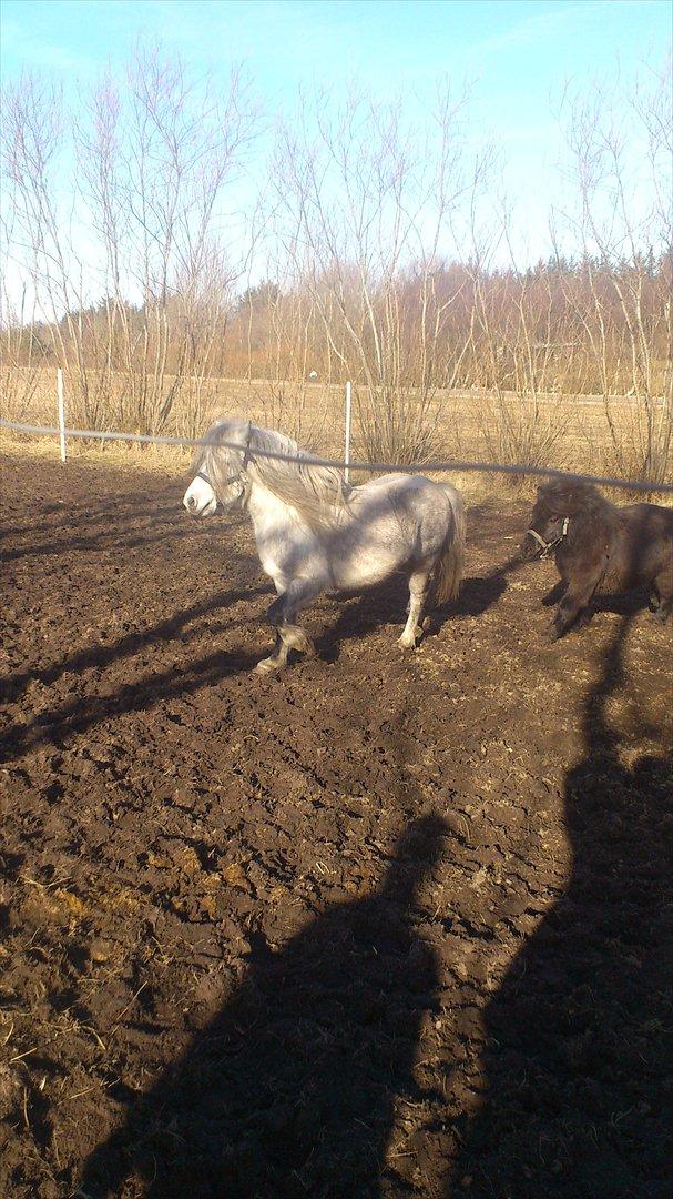 Welsh Mountain (sec A) Prins Valentin (Lille Gut) billede 6