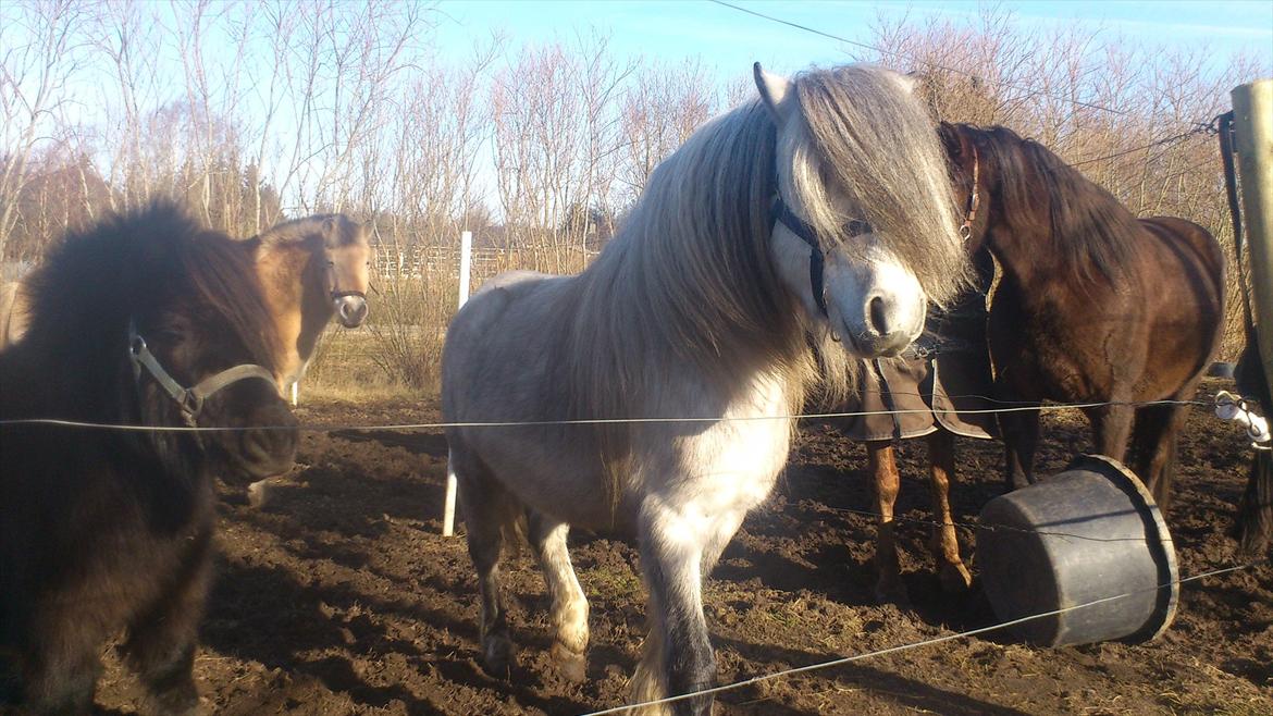 Welsh Mountain (sec A) Prins Valentin (Lille Gut) billede 7