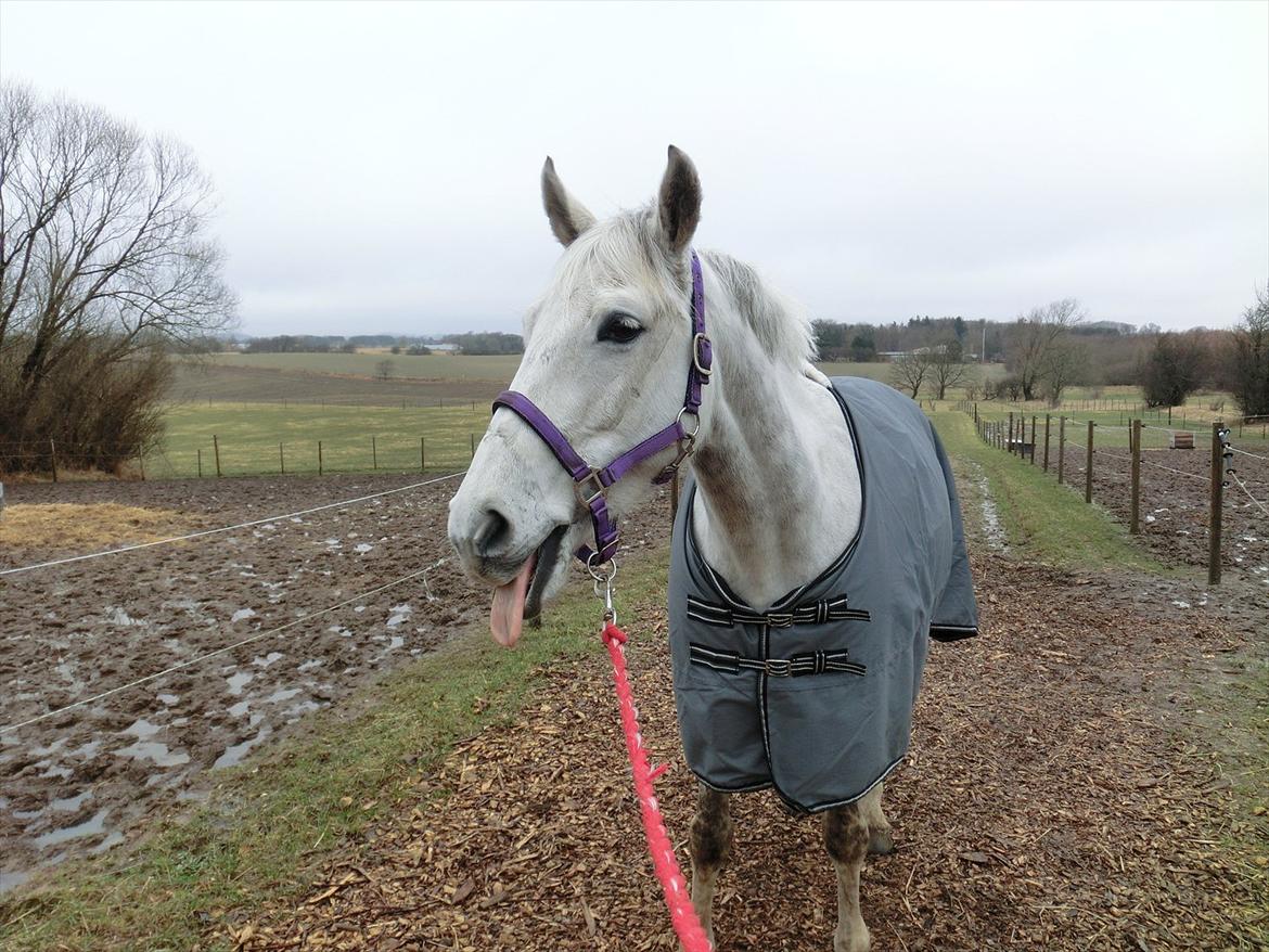 Anden særlig race Stella  - tossen xD billede 19