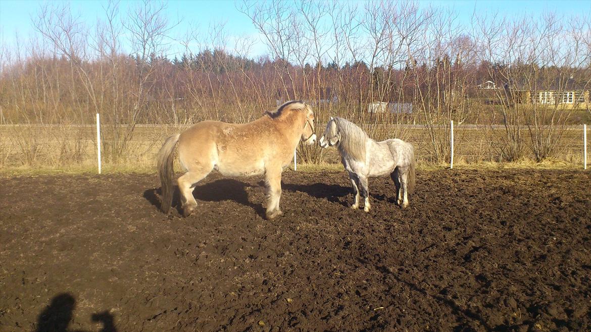 Welsh Mountain (sec A) Prins Valentin (Lille Gut) billede 8