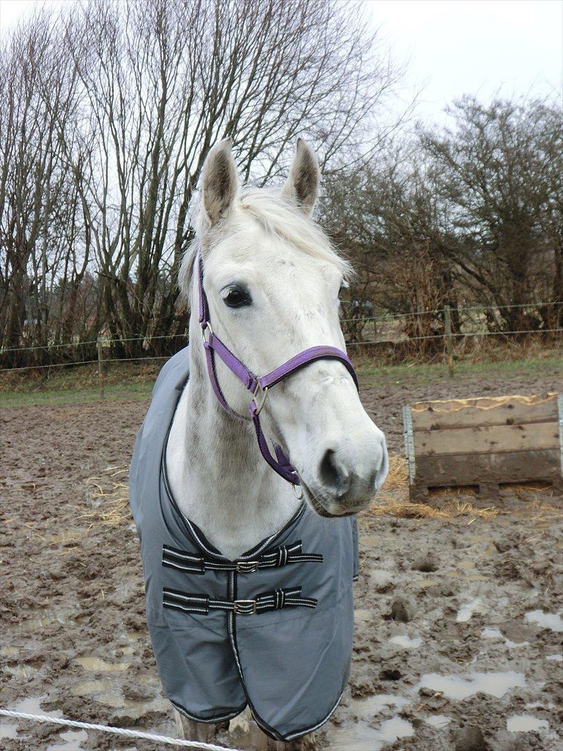 Anden særlig race Stella  - Smukke Stella på fold  billede 18