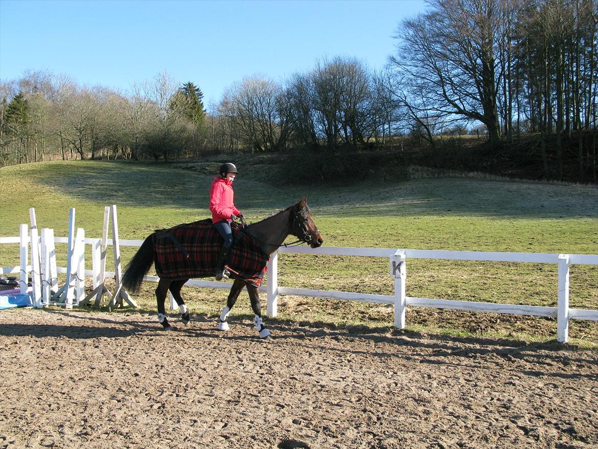 Anden særlig race Misty - Foto: Far billede 9