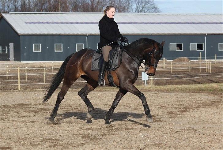 Dansk Varmblod Ullerups Krumme - Krumme og jeg første gang udendørs i denne sæson. Krumme er ny på kandar. d. 26/2-2012. Foto: Lonnie V. Lage billede 14
