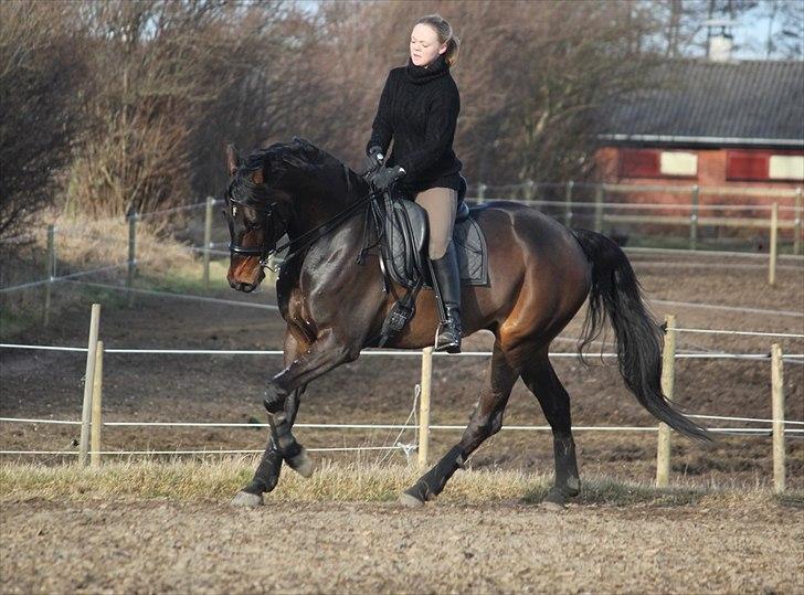 Dansk Varmblod Ullerups Krumme - Krumme og jeg første gang udendørs i denne sæson. Krumme er ny på kandar. d. 26/2-2012. Foto: Lonnie V. Lage billede 15