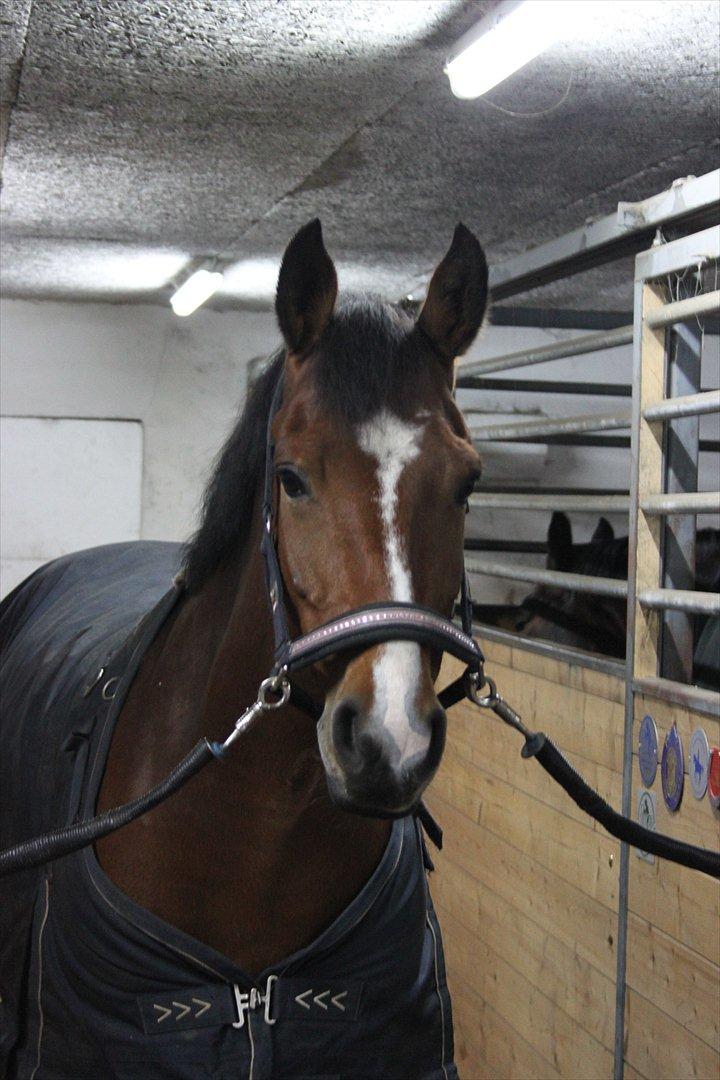 DSP Fontaine - hans smukke hoved!  billede 5