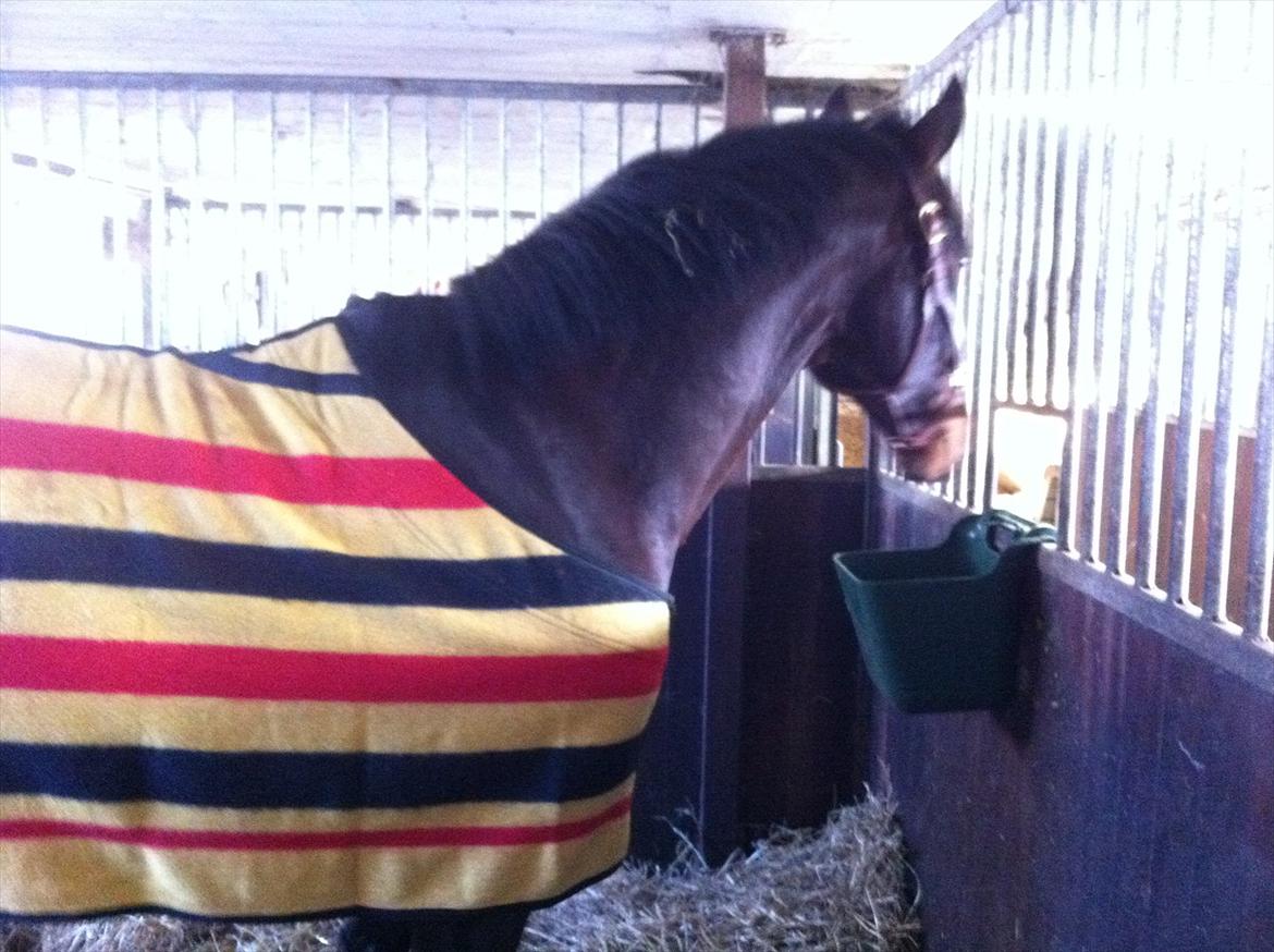Westfaler Nisgaards Fandango - Lige da han var kommet hjem i sin boks billede 3
