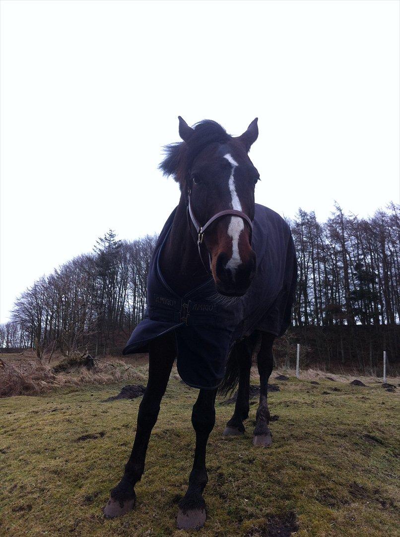 Westfaler Nisgaards Fandango - Første dag på folden billede 4
