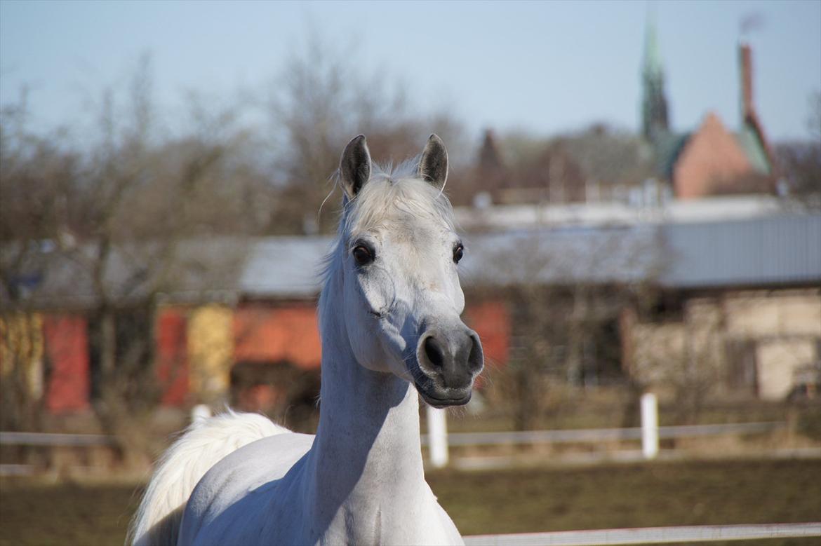 Hollandsk Sportspony Amigo A-pony - smuk, smukkere, smukkest <3 billede 11