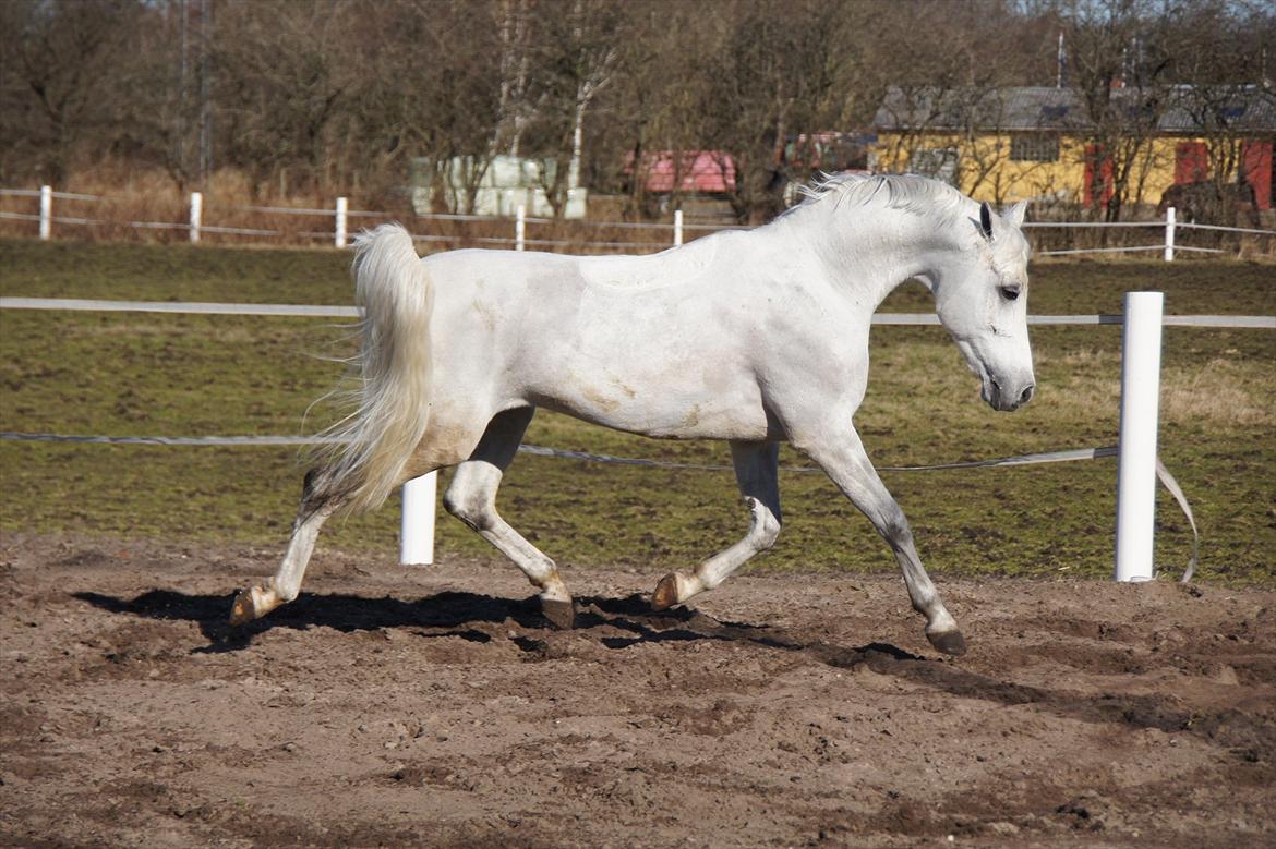 Hollandsk Sportspony Amigo A-pony - lækker pony<3 billede 12
