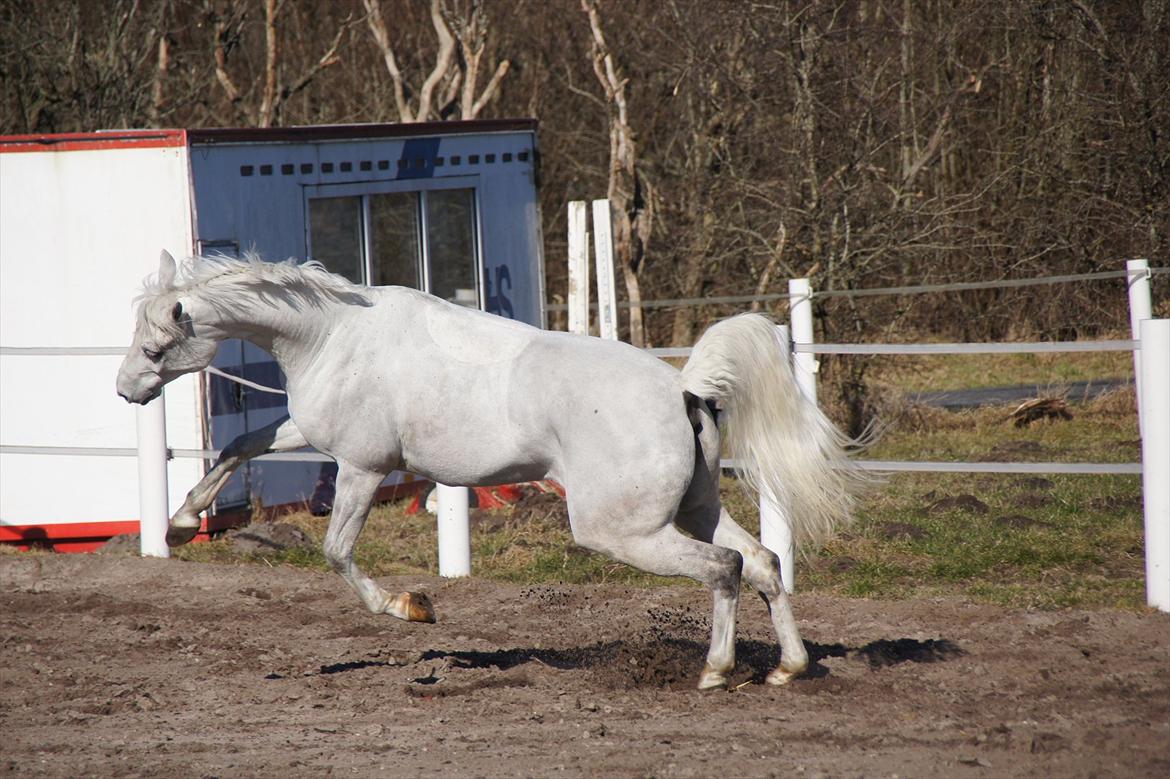Hollandsk Sportspony Amigo A-pony - vilde pony! billede 13