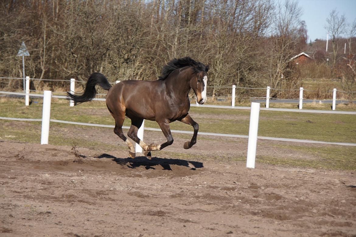 Tysk Sportspony PHW's Neils B-pony - min flyvene speed pony :D billede 13