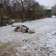 Islænder Freyja fra Fejø