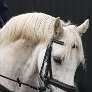 Welsh Pony (sec B) Prinssez of beauty queen <3
