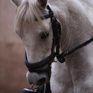 Welsh Pony (sec B) Prinssez of beauty queen <3