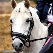 Welsh Pony (sec B) Prinssez of beauty queen <3