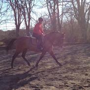 Standardbred Only Schwarzkopf (One More Moving)