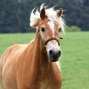 Haflinger Adrian