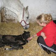 Anden særlig race Jasmin sabah