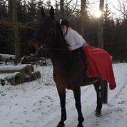 Dansk Varmblod Selinas (tideliger part)