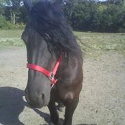 Frieser ** FAMKE EL **