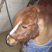 Shetlænder Souvenir