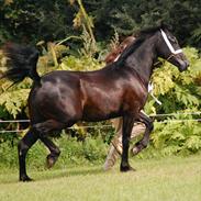 Welsh Cob (sec D) Møllegydens Èowyn