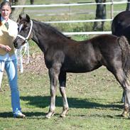 Welsh Cob (sec D) Møllegydens Èowyn