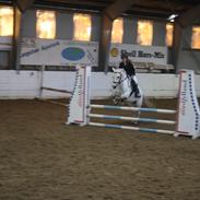 Hollandsk Sportspony Calvadi 