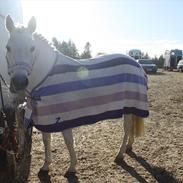 Hollandsk Sportspony Calvadi 