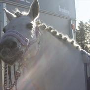 Hollandsk Sportspony Calvadi 