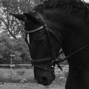 Dansk Varmblod Stald Poppels Apple Jack