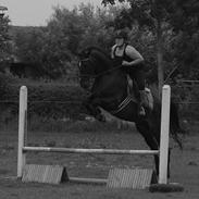 Dansk Varmblod Stald Poppels Apple Jack