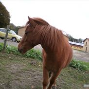 Anden særlig race Englunden's Isabella|BedsteVen!