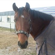 Fuldblod (XX) Pascal