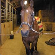 Fuldblod (XX) Pascal