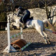 Welsh Pony (sec B) Greenacres Titter