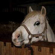Welsh Pony (sec B) Greenacres Titter