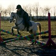 Welsh Pony (sec B) Greenacres Titter