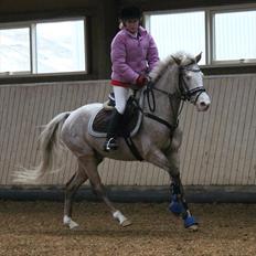 Anden særlig race Roosgårdens Cosmopolitan