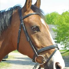 Dansk Varmblod Jako's Attaman