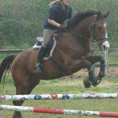 Dansk Varmblod Jako's Attaman